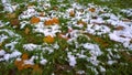 Natural background from fallen dry yellow, orange frozen maple leaves and green grass covered with hoarfrost and white snow. Early Royalty Free Stock Photo