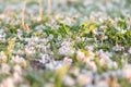 Natural background. Fallen white and pink flowers of the chestnut tree at the spring grass. Close-up, selective focus Royalty Free Stock Photo