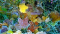 Natural background from fallen yellow orange, rusty frozen maple leaves and green grass covered with hoarfrost. Early cold frosty