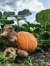 Fancy-shaped crop. Pumpkin and potato looking like a toy in a garden bed, harvesting Royalty Free Stock Photo