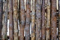 Natural background - a fence made of logs of pine.