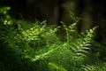 Natural background, fern branch in the forest .