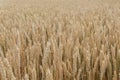 natural background of field with ears of yellow and ripe wheat ready for harvest. Royalty Free Stock Photo