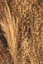 Natural background with field plants, dry reeds and dried flowers. Royalty Free Stock Photo