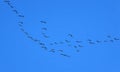 Natural background with flocks of gray birds geese flying far away high in the blue clear sky on an autumn day in warm climes