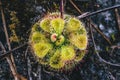 Natural background.Flower Drosera burmannii. There are drops on the trunk