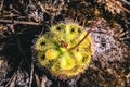 Natural background.Flower Drosera burmannii. There are drops on the trunk