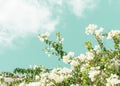 Natural background. Flowering white flowers against the sky with clouds