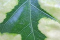 Natural background in flowers leaves, macro photographs