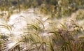 Natural background with fluffy spikelets of green gold barley grass close-up in sun at sunset Selective focus Hordeum jubatum