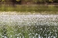 Natural background with fluffy white down falling from the branches of a willow tree and spreading like snow on the pond and Royalty Free Stock Photo