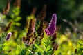 natural background with fluffy wildflowers