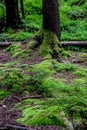 Moss, roots and bilberry bushes
