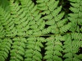 Natural background. in the forest. green fern leaves. Green fern branch with twirled leaves Royalty Free Stock Photo