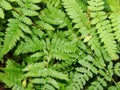 Natural background. in the forest. green fern leaves. Green fern branch with twirled leaves Royalty Free Stock Photo