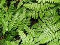Natural background. in the forest. green fern leaves. Green fern branch with twirled leaves Royalty Free Stock Photo