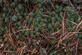 Natural background of forest litter. Texture of green moss and dry pine needles in the forest, top view. Royalty Free Stock Photo