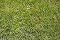 Natural background with fresh clipped green grass Royalty Free Stock Photo