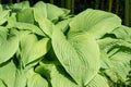 Funkia leaves, big hosta leaves, fresh green leaves of funkien leaves. Royalty Free Stock Photo