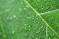 Natural background, fresh green leaf texture with drops of water Royalty Free Stock Photo