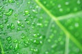 Natural background, fresh green leaf texture with drops of water Royalty Free Stock Photo