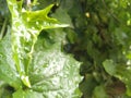 natural background of fresh green leaves with water droplet. fresh look at the morning in the garden Royalty Free Stock Photo