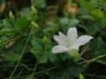 Natural background, fresh green leaves, white flowers