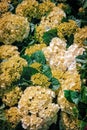 Natural background from fresh hydrangeas. Beautiful flower bouquet