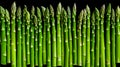 Natural background of fresh and ripe green asparagus. A delicious quality vegetarian product. Healthy organic eating. Vegetables