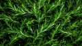 Natural background of fresh and ripe green rosemary. A delicious quality vegetarian product. Healthy organic eating. Spice.