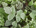 Natural background - frost covered green grass Royalty Free Stock Photo