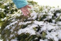 Natural background. Frozen branch. hildren`s hand touches the frozen leaves. Winter season.The frost on the branches. The Childre