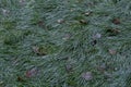 Natural background of frozen grass in the courtyard of Demir Baba Teke, cult monument honored by both Christians and Muslims