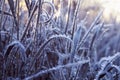 Natural background with grass covered with frost crystals in morning sunlight in lilac tones