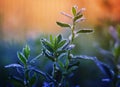 Beautiful natural background with grass covered with shiny drops of fresh dew during morning bright dawn in summer Royalty Free Stock Photo