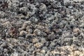 Natural Background Of Gray Lichens On Kaulana Manu Nature Trail