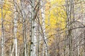 Tree trunks and yellow foliage in late fall Royalty Free Stock Photo