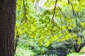 Oak tree lit by sun over forest river in city park Royalty Free Stock Photo