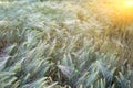 Natural background of green ears of wheat. Sepia. Sunlight and highlight