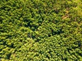 Natural background of green forest on a sunny day. Aerial view of the drone as a layout for your ideas Royalty Free Stock Photo