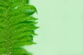 Natural background with green fresh fern or bracken plant leaves with copy space. Selective focus. Foliage backdrop Royalty Free Stock Photo