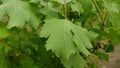 Natural background of green grapevine leaves with water drops Royalty Free Stock Photo