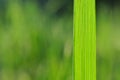 Natural background with green grass blade Royalty Free Stock Photo