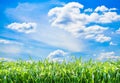 Natural background with green grass and blue sky Royalty Free Stock Photo