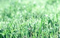 NATURAL BACKGROUND OF GREEN  GRASS WITH A BLURY BACKGROUND Royalty Free Stock Photo