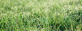 NATURAL BACKGROUND OF GREEN  GRASS WITH A BLURY BACKGROUND Royalty Free Stock Photo