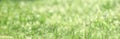 NATURAL BACKGROUND OF GREEN  GRASS WITH A BLURY BACKGROUND Royalty Free Stock Photo