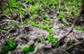 Natural background with green grass sprouts on cracked soil Royalty Free Stock Photo