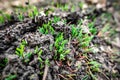 Natural background with green grass sprouts on cracked soil Royalty Free Stock Photo