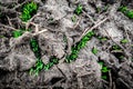 Natural background with green grass sprouts on cracked soil Royalty Free Stock Photo